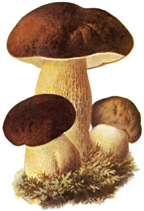 Boletus
