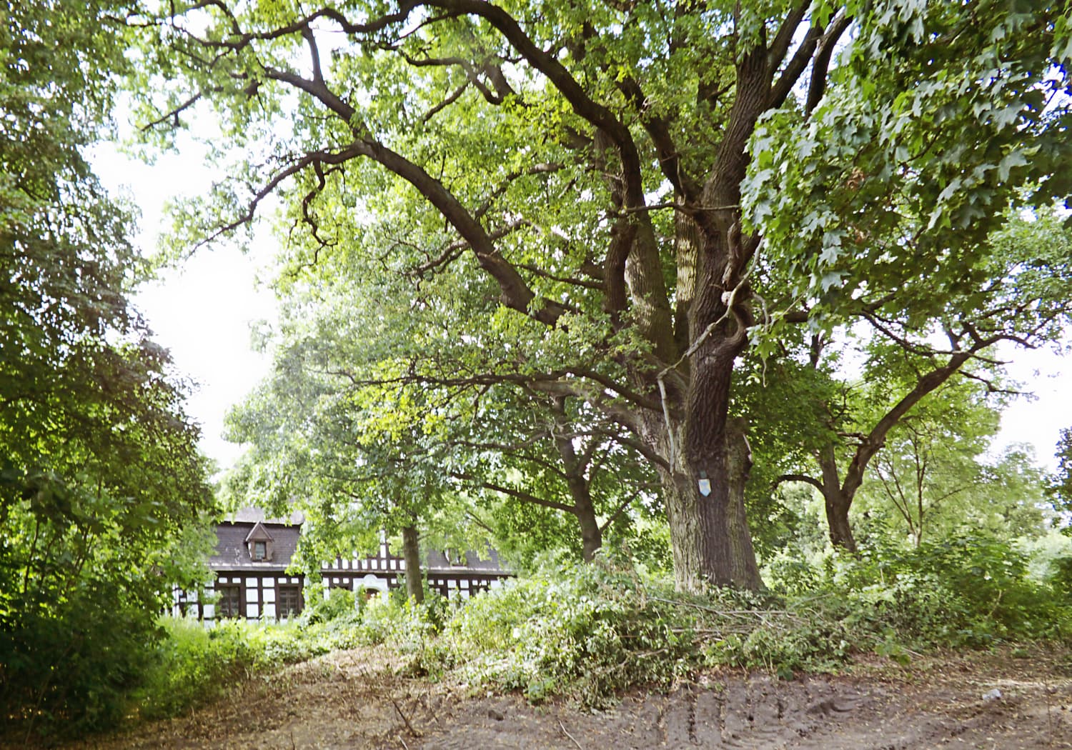 Manor park in Studzieniec