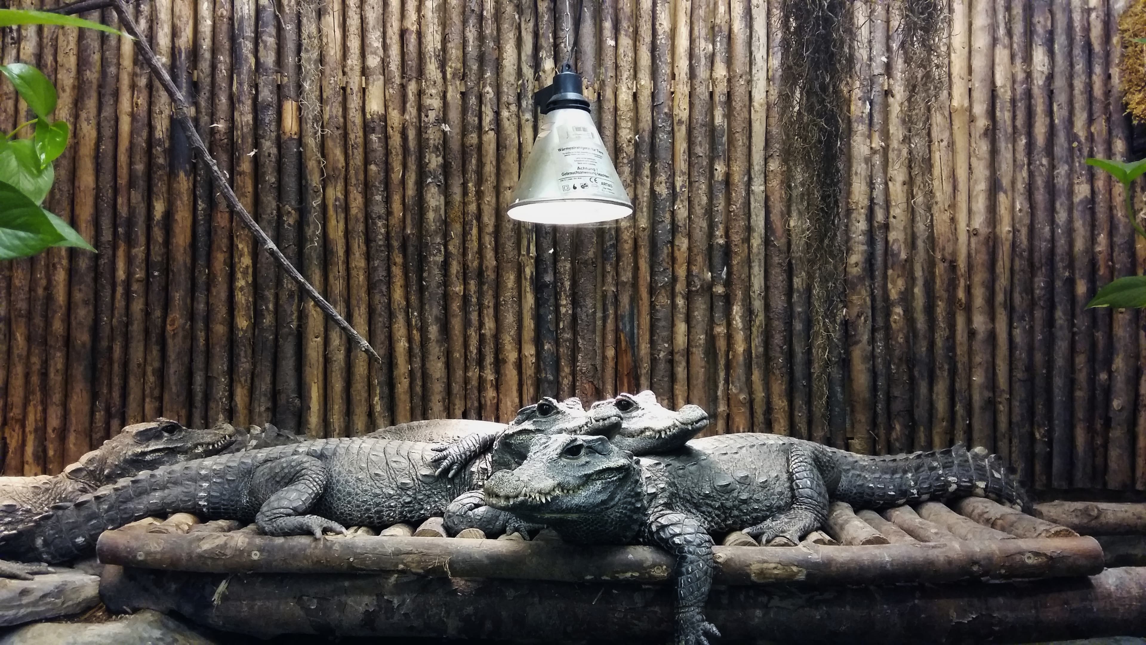 Reptilienzoo Nockalm