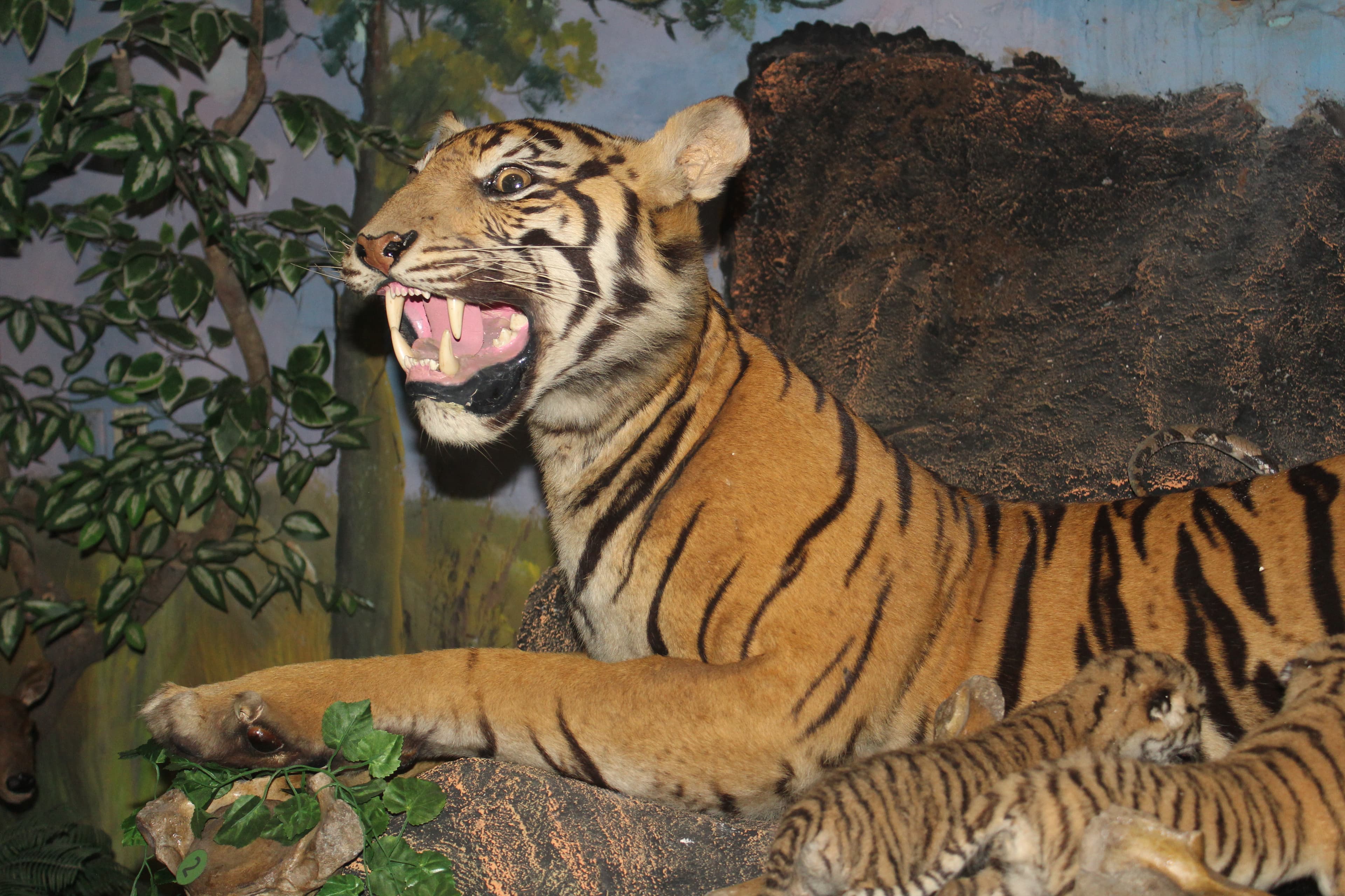 Pematang Siantar Zoology Museum