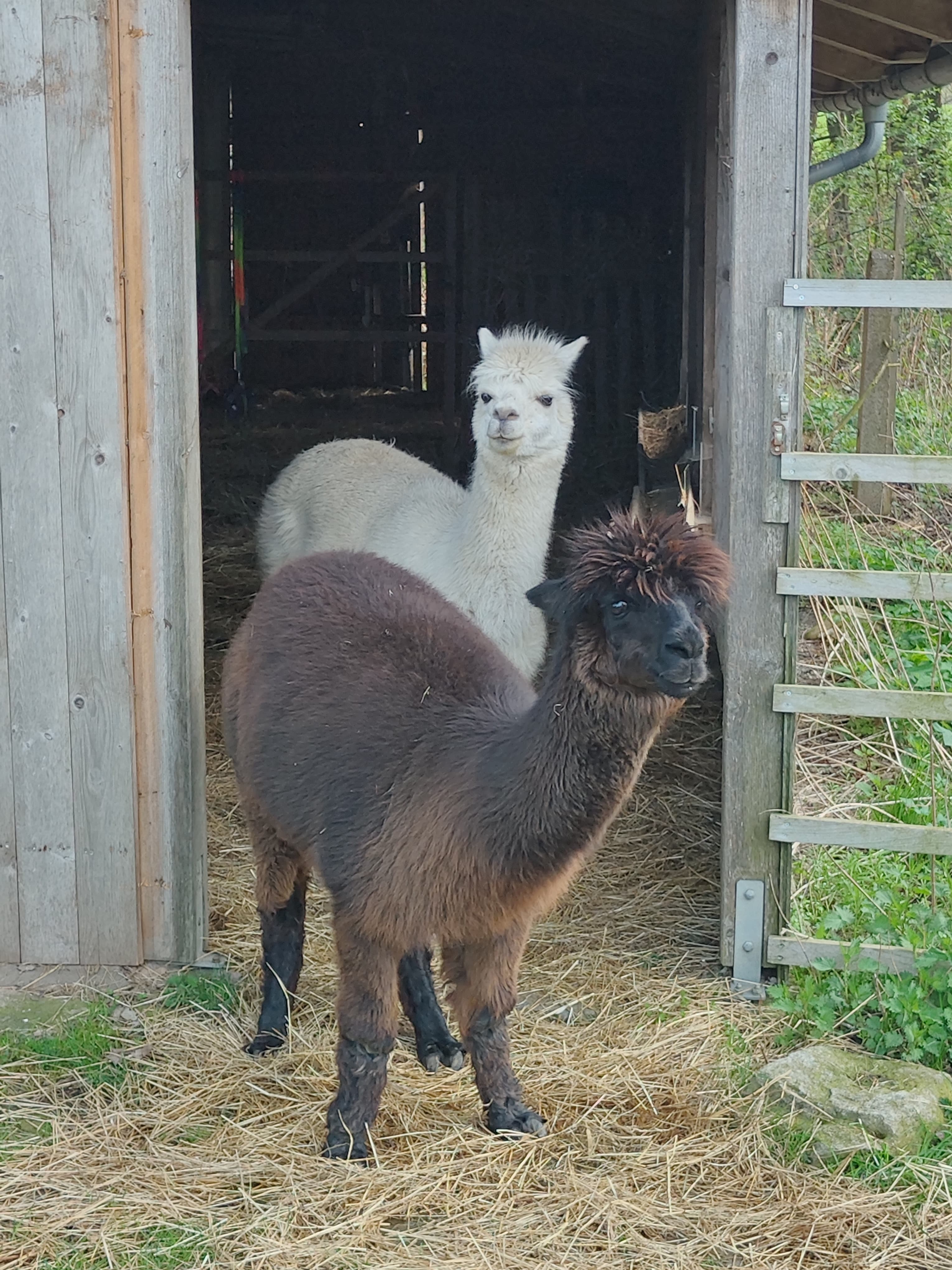 Tiergehege am Goldenen Stern