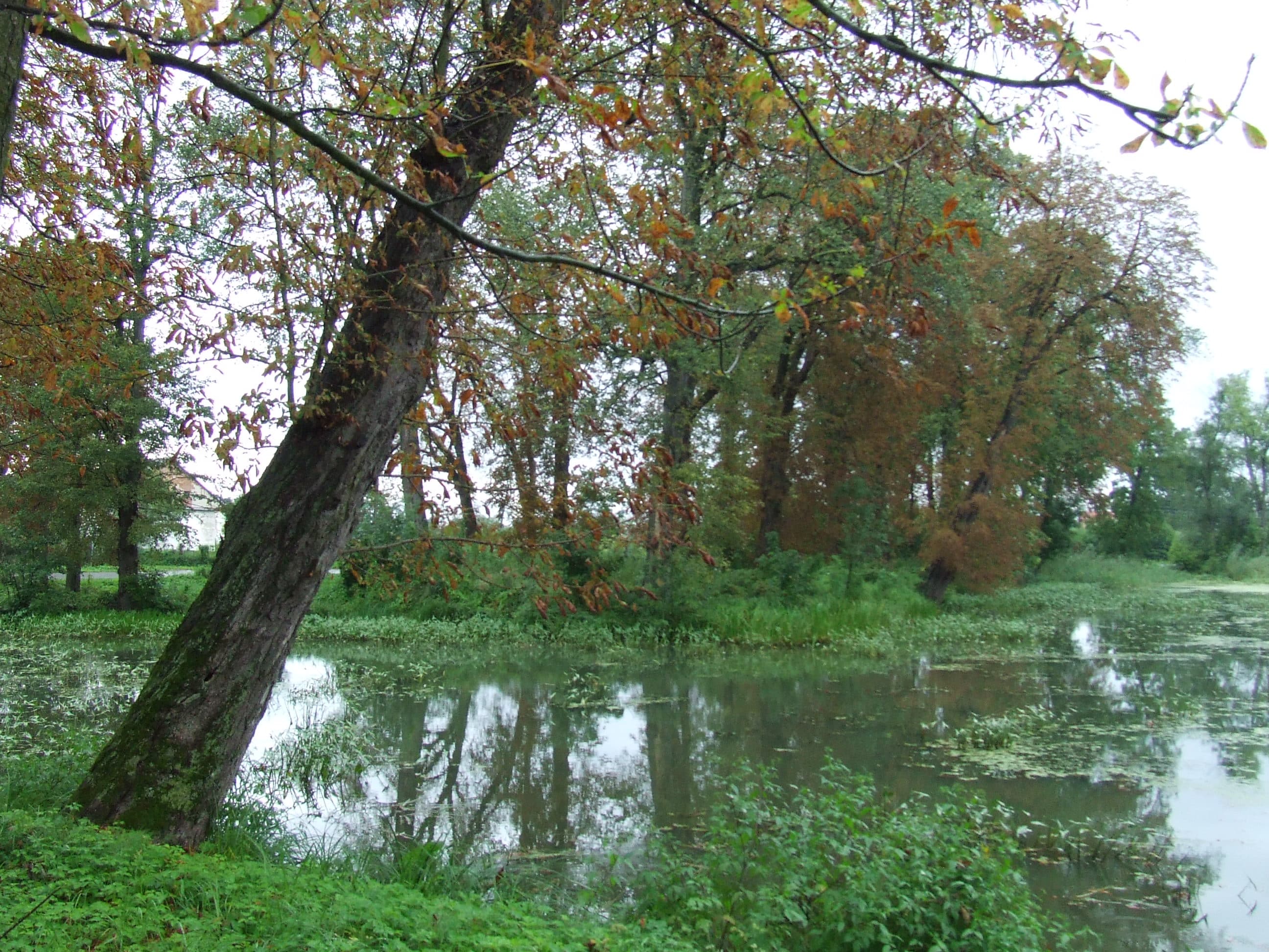 Manor park in Trojanów