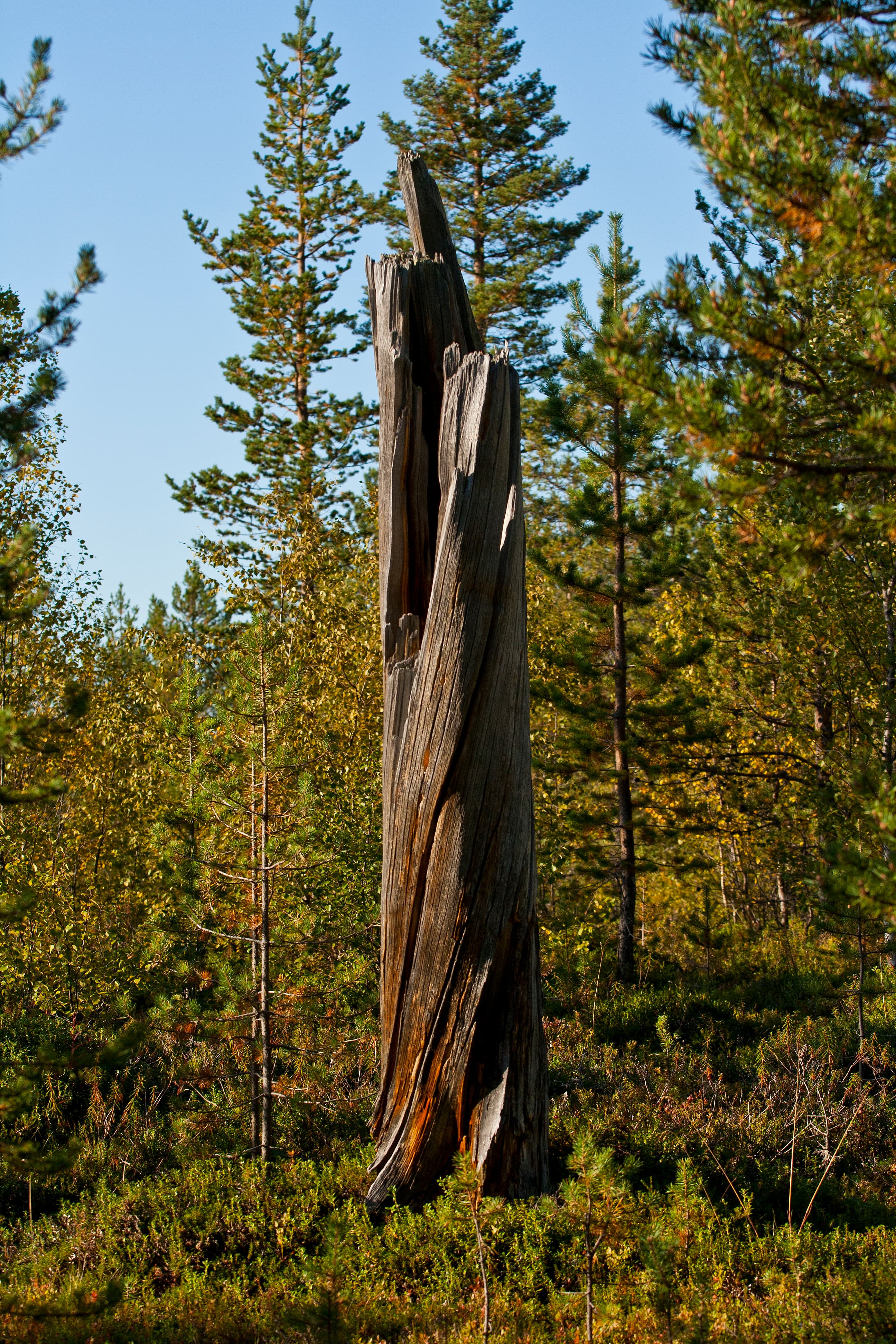 Øvre Pasvik National Park