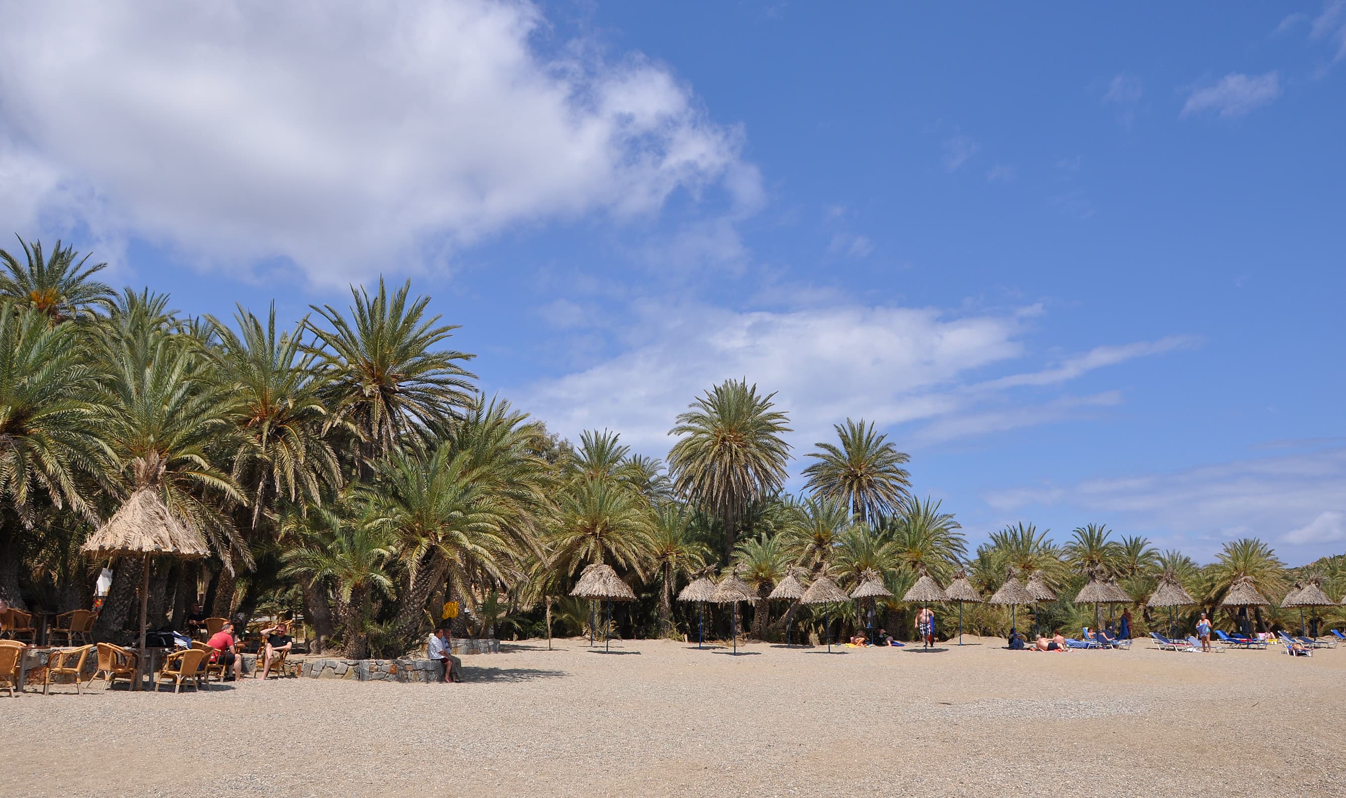 palm forest of Vai