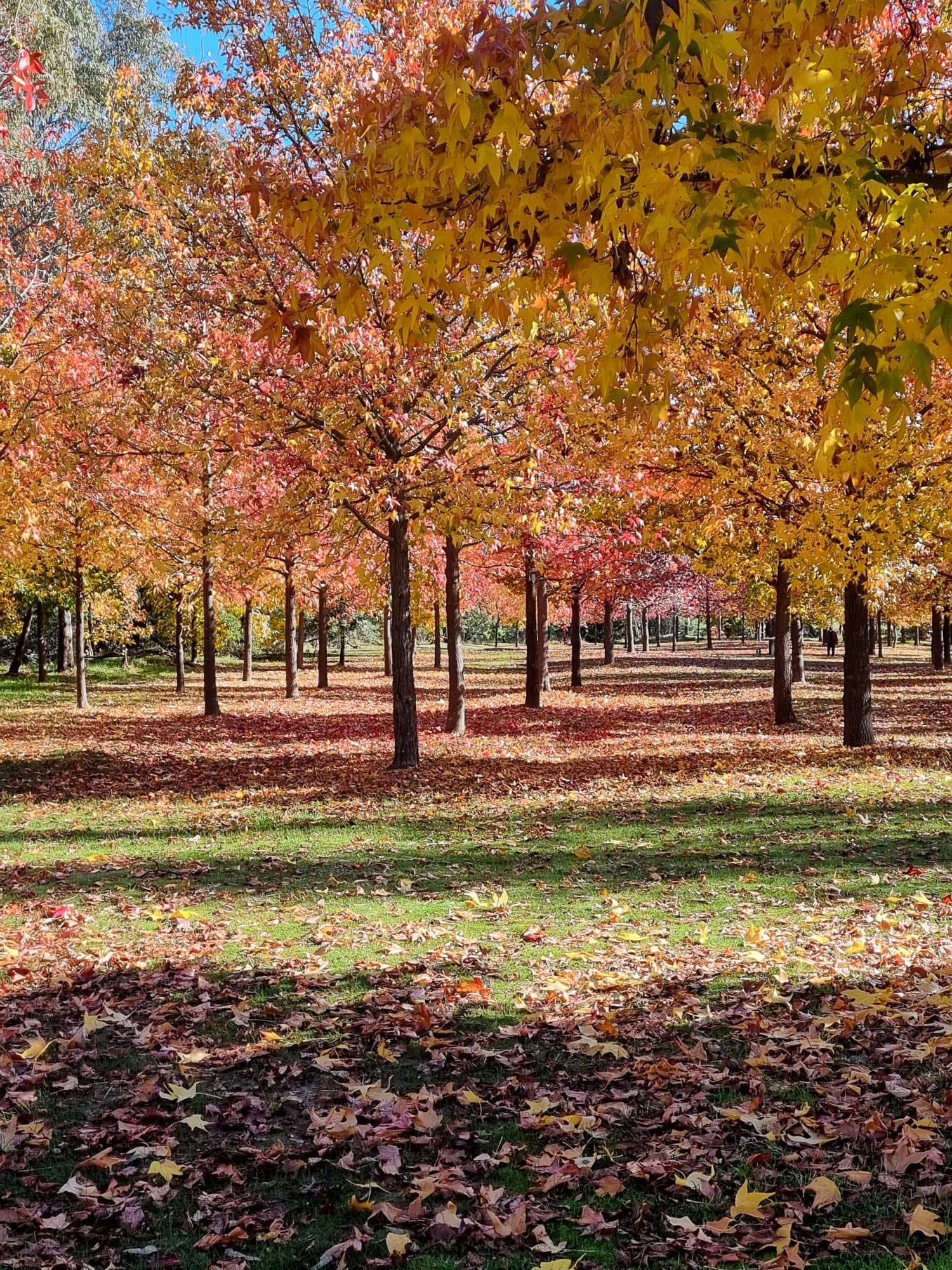 Valley of the Liquid Ambers