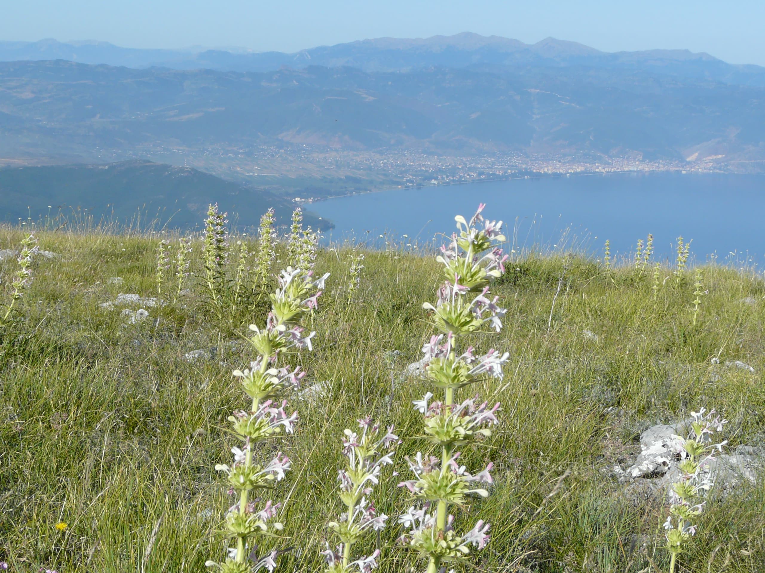 Bashkia e Pogradecit