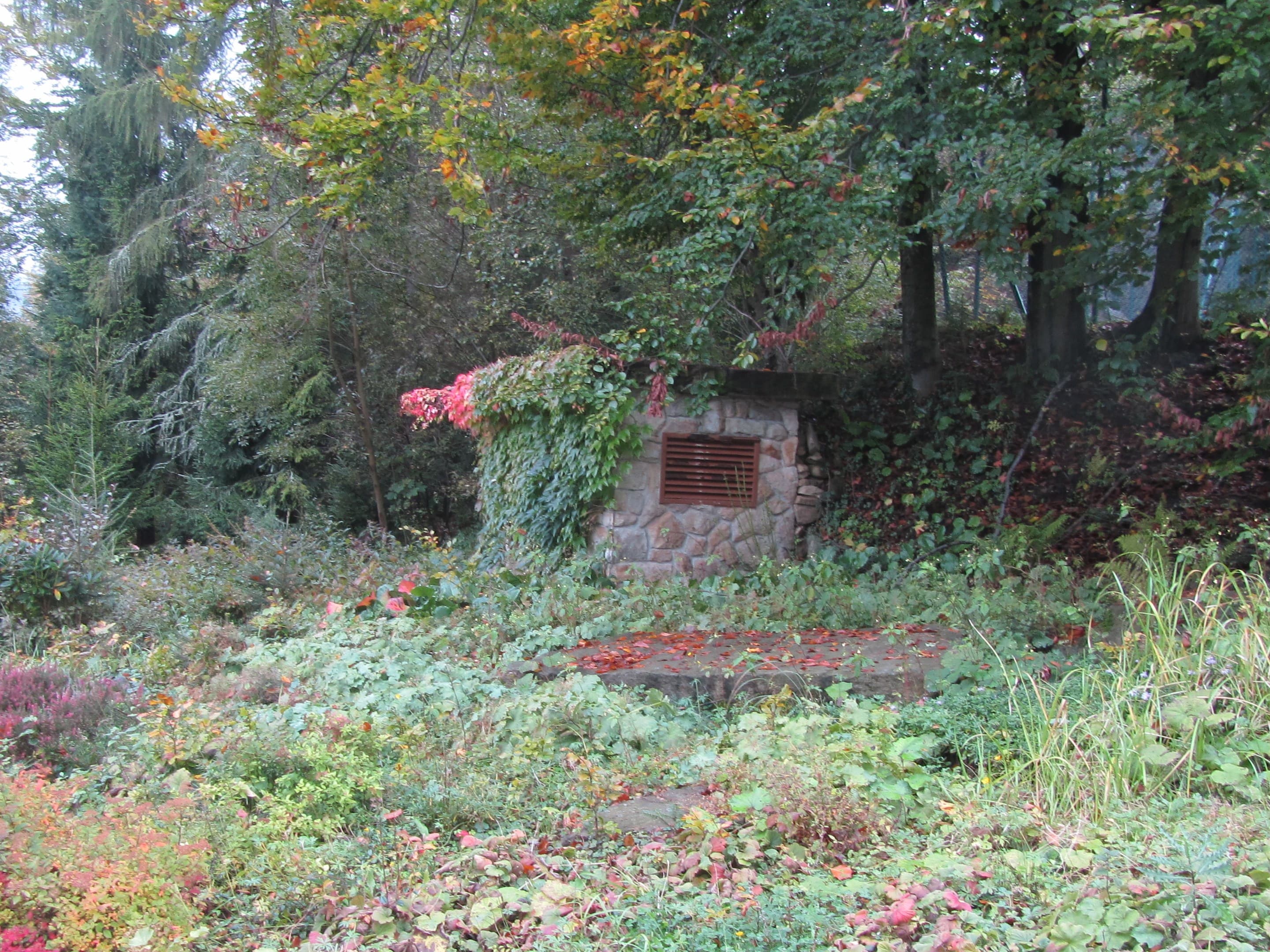 Forest park in Wisła