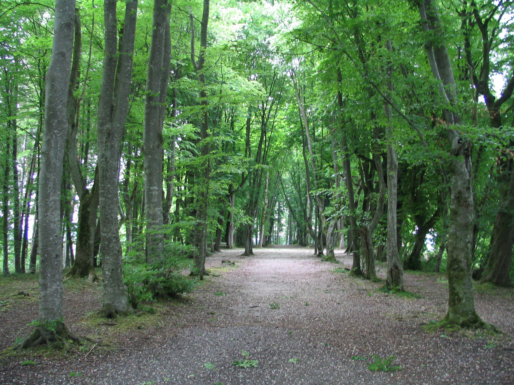 so-called forest cathedral of the Beromünster Abbey