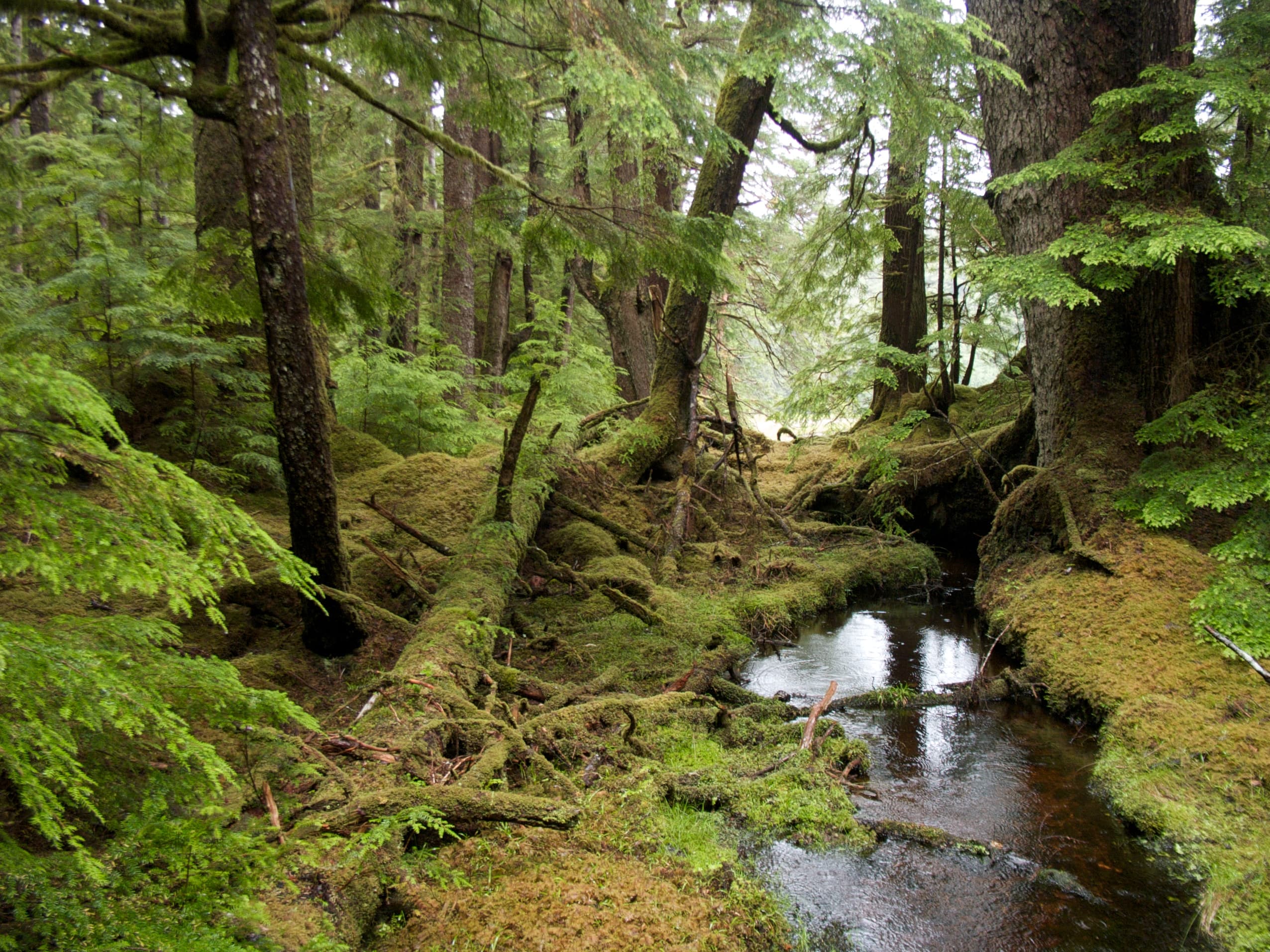 Gwaii Haanas National Park Reserve and Haida Heritage Site