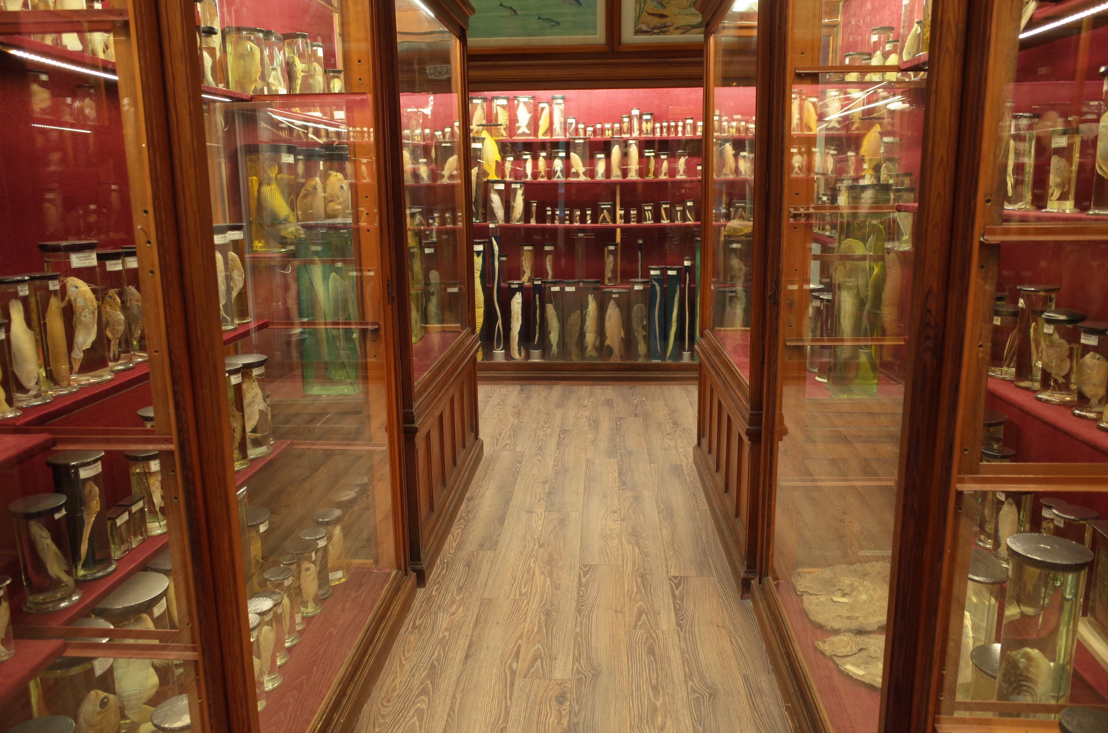 Zoological Museum in Cluj-Napoca