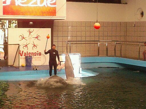 Valencia's Aquarium
