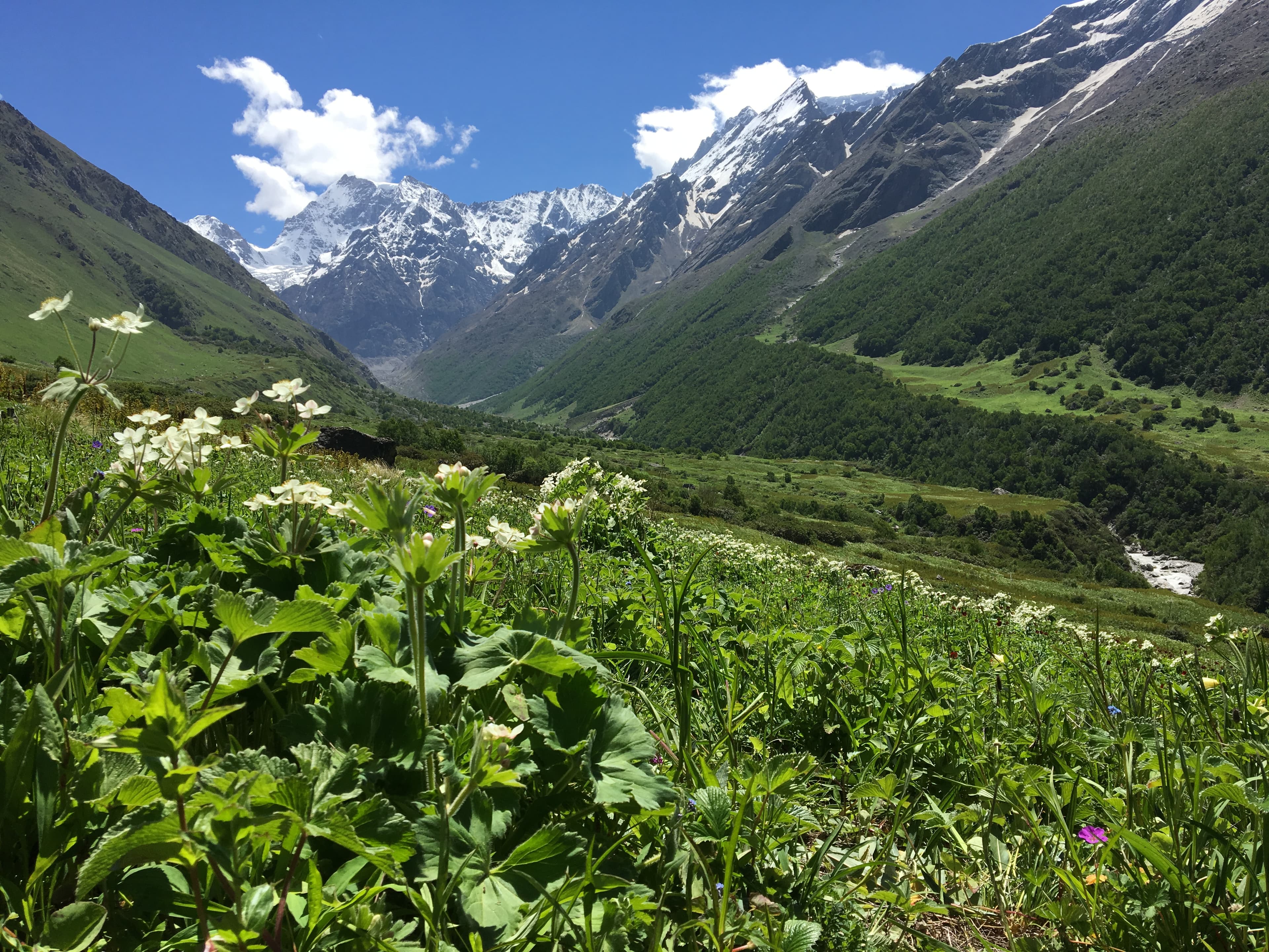 Valley of Flowers National Park