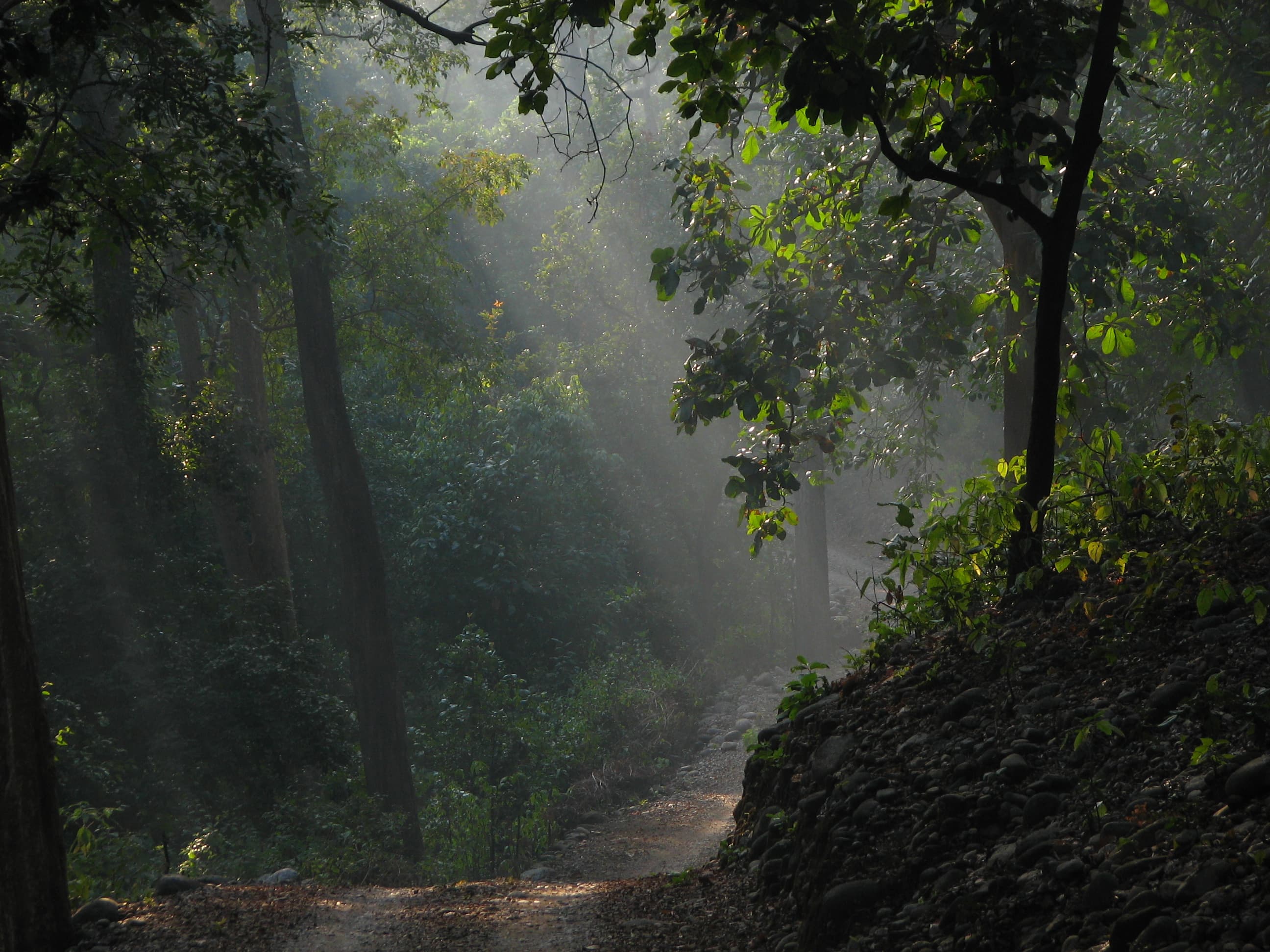Jim Corbett National Park