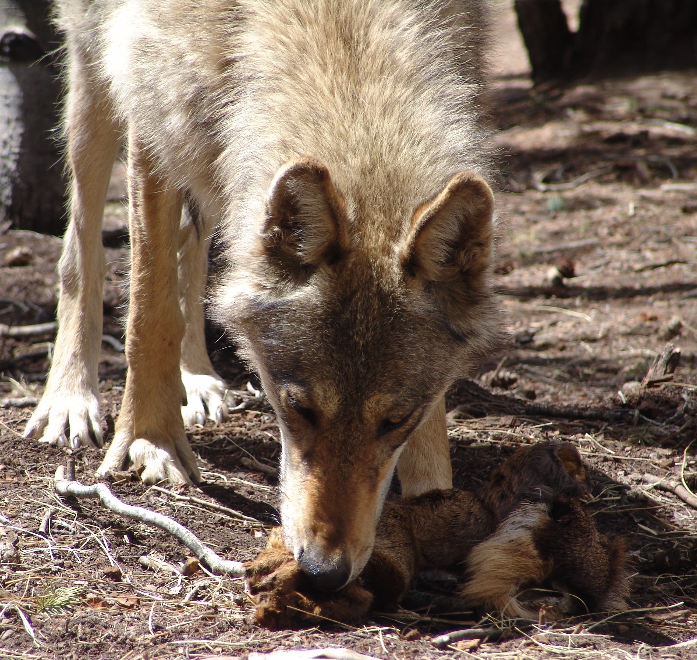 Colorado Wolf and Wildlife Center