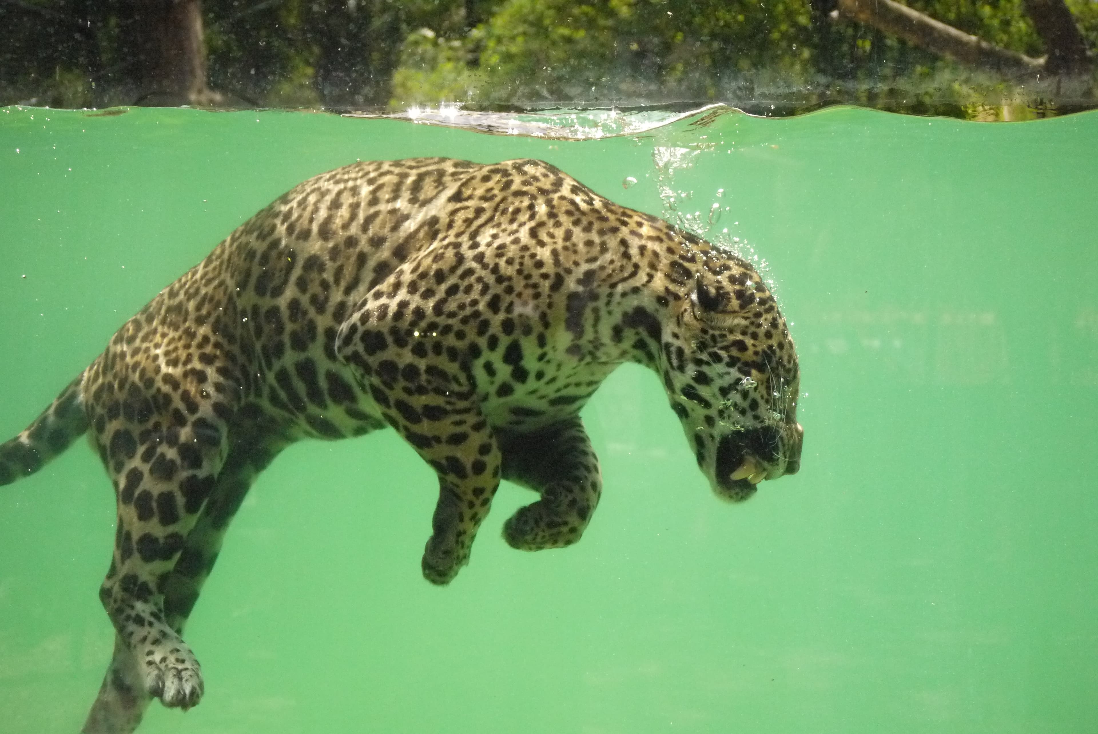 Parc zoologique de Bordeaux Pessac