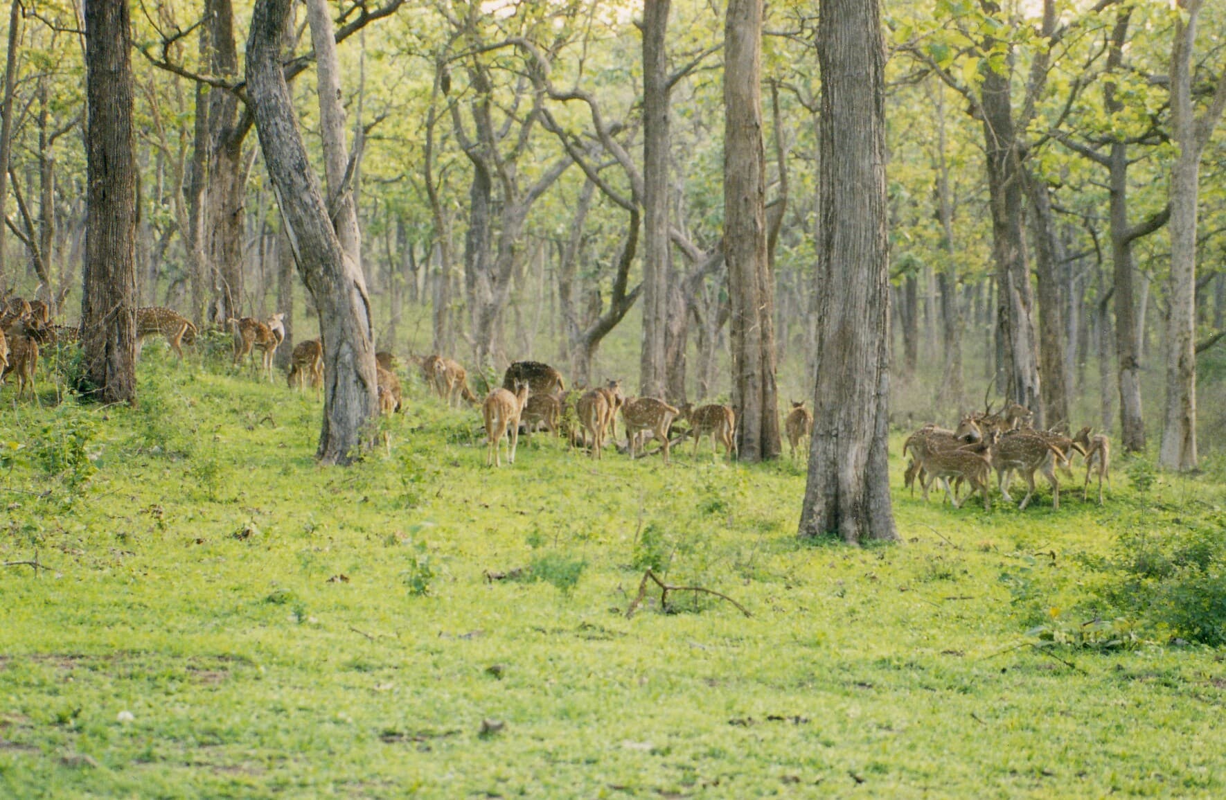 Bandipur National Park
