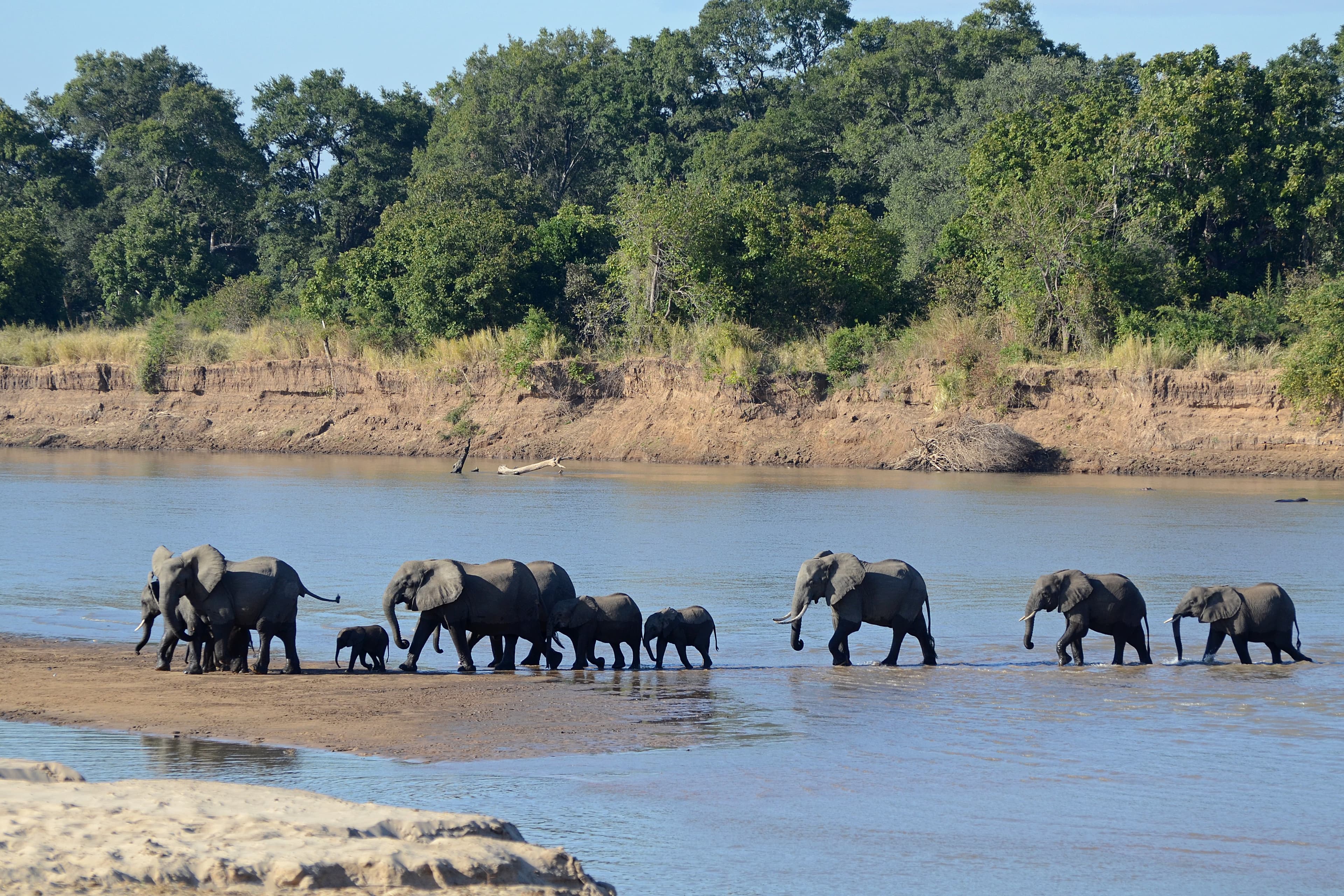 South Luangwa National Park