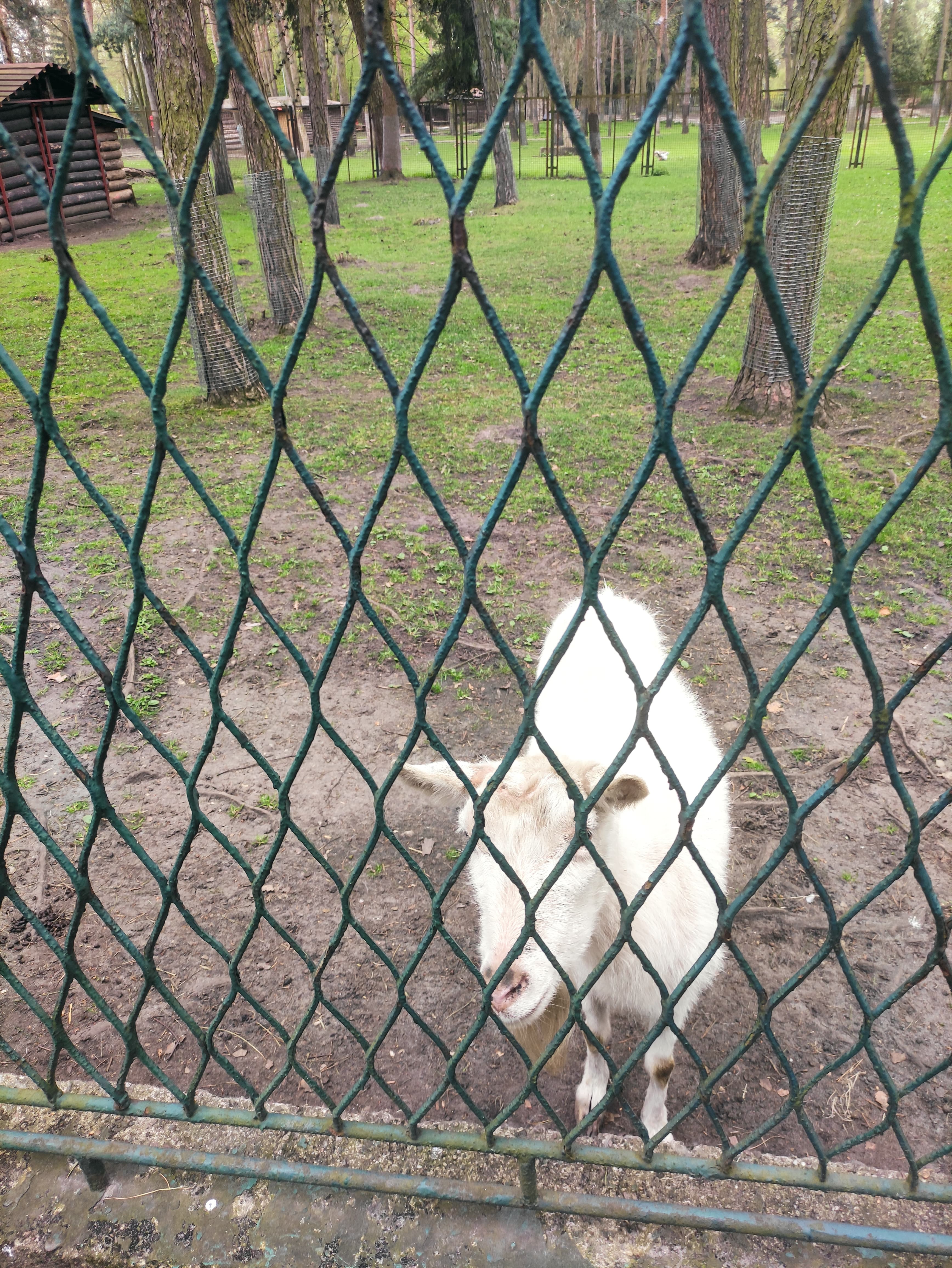 MiniZoo in Jacek Kuroń Park in Sosnowiec