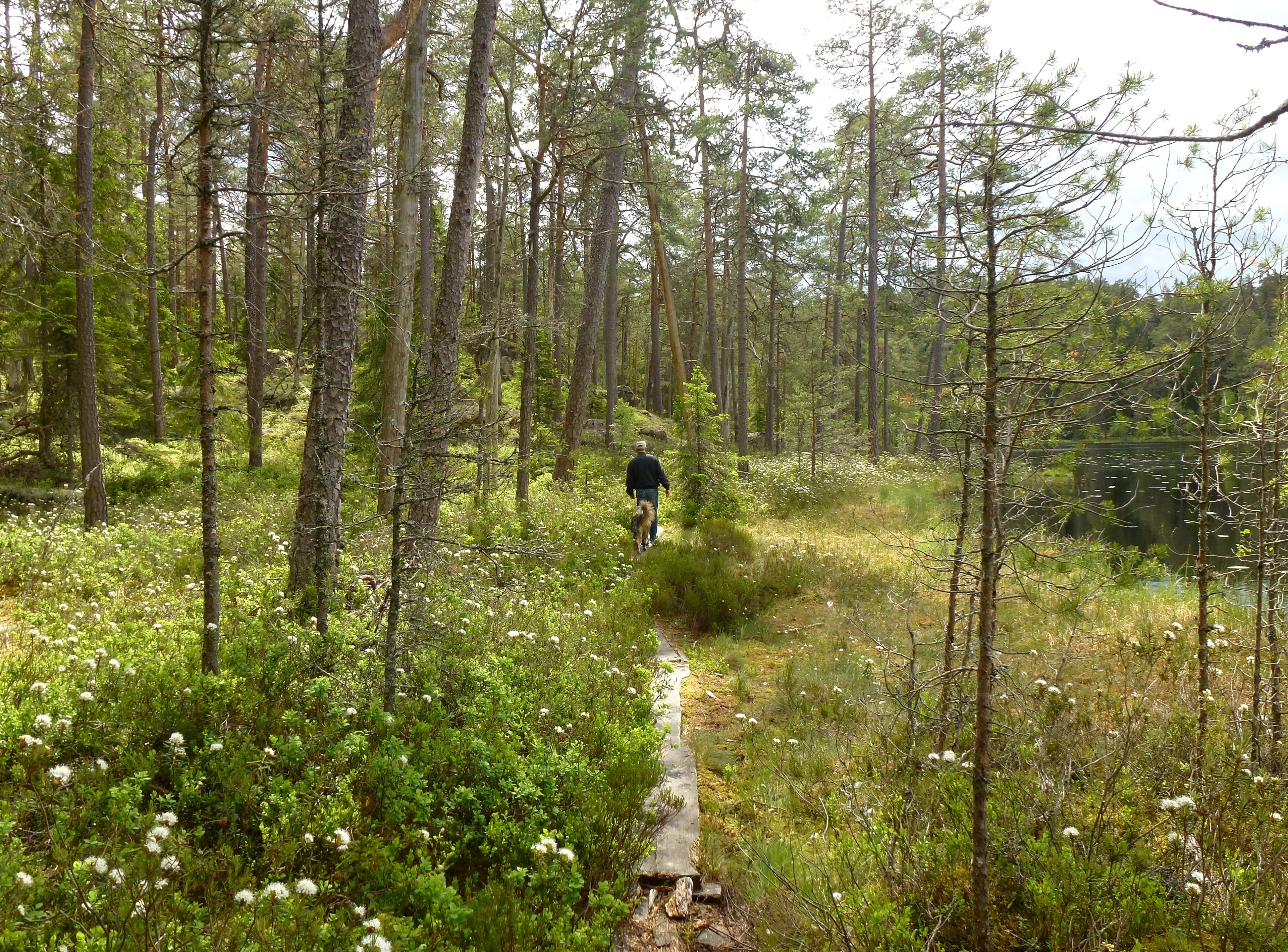 Norra Kvill National Park